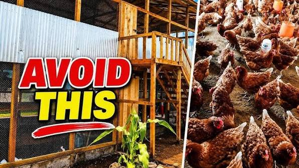 MISTAKES I WOULD AVOID IF STARTING POULTRY FARMING AGAIN